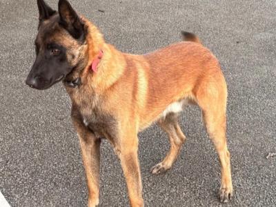 Hunter is an IKC Registered male Belgian Malinois 2 years old for sale in Westmeath